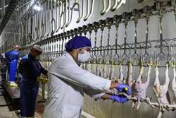 رشد 18 درصدی تولید و استحصال گوشت در شهرستان مشهد
